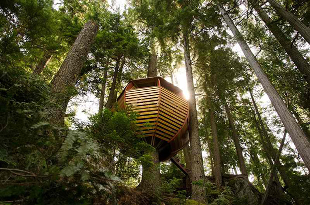 Secret Tree House