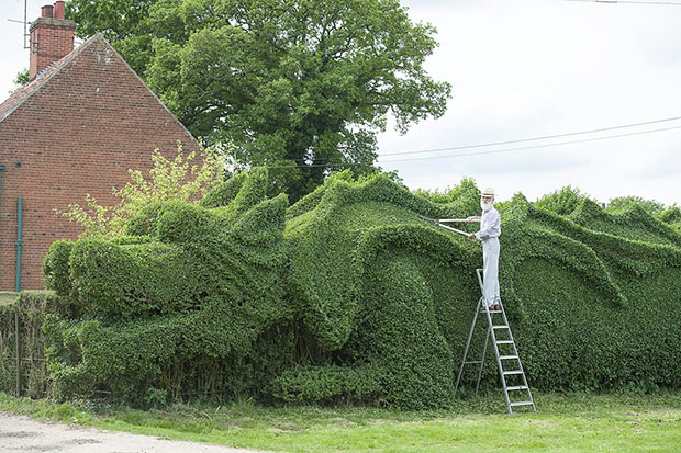 Dragon Hedge