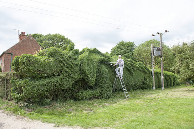 Dragon Hedge