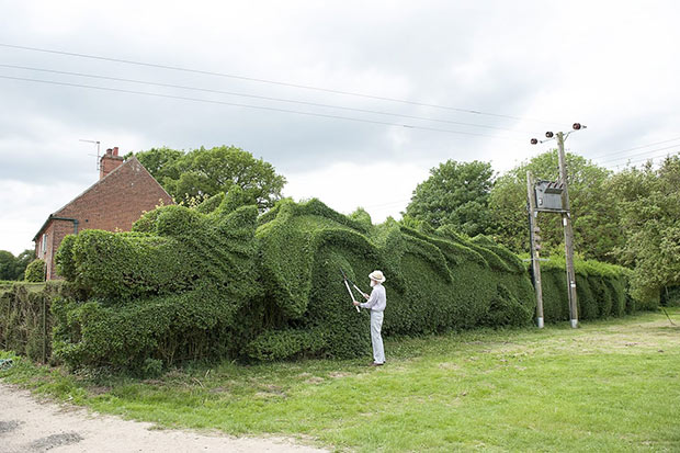 Dragon Hedge