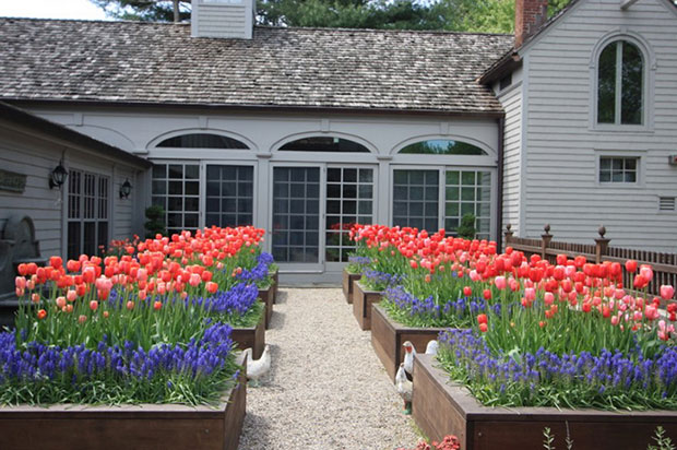 Planting Bed Tulips