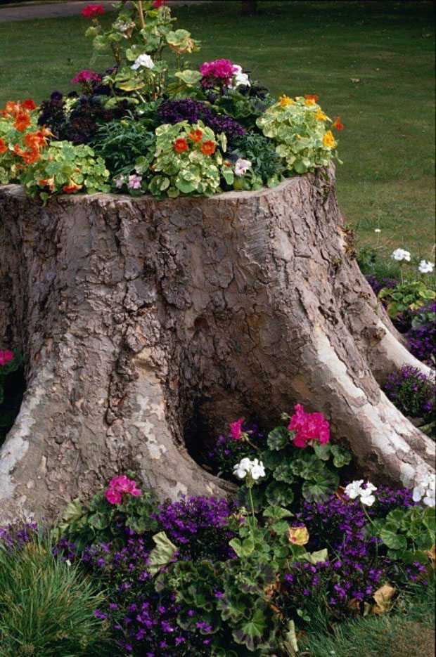 Tree Stump