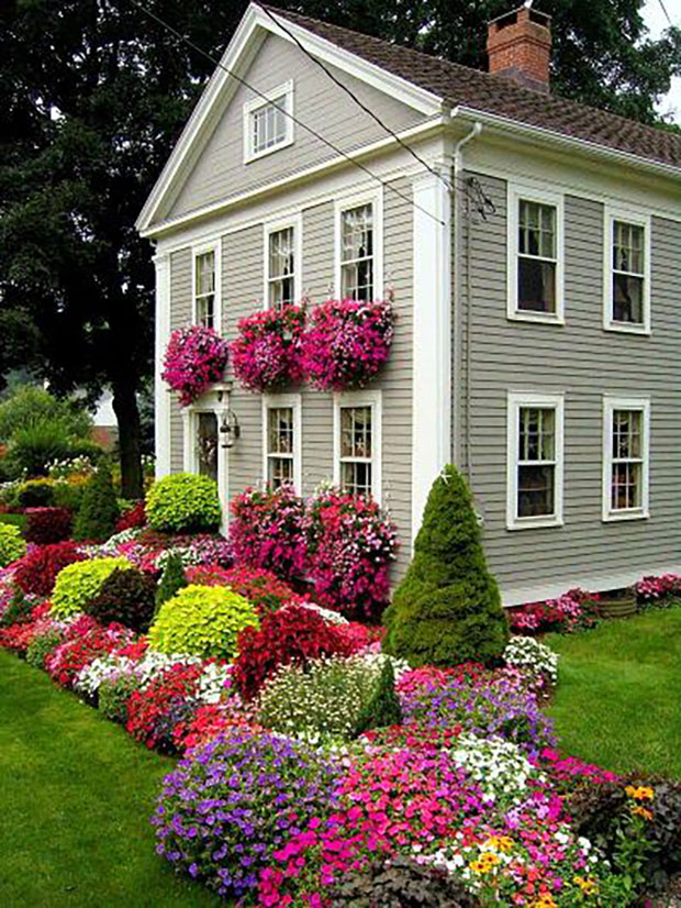 Colorful Flowers