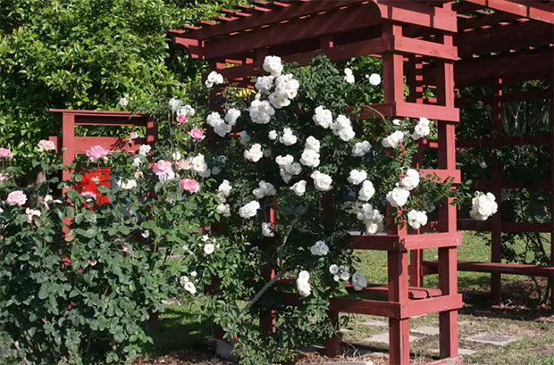 Flowering Vines