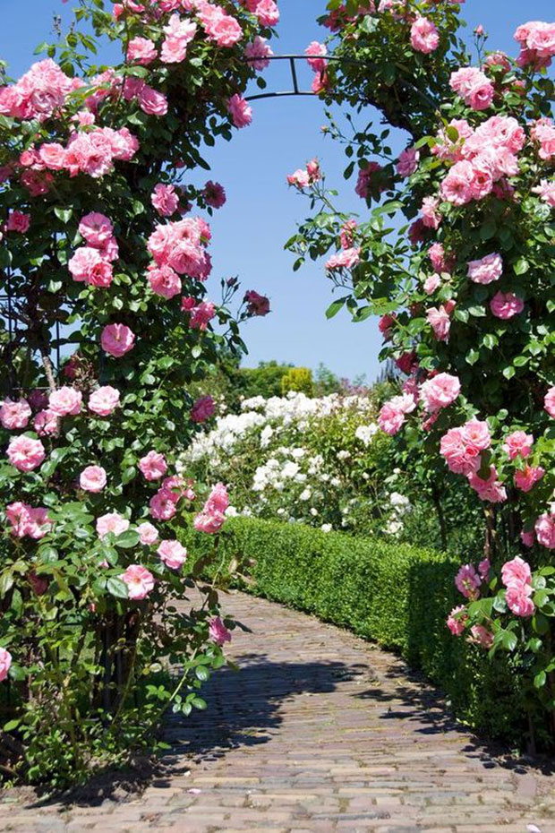 Pink Flowers