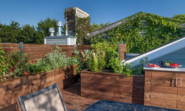 A Fruitful Roof Deck